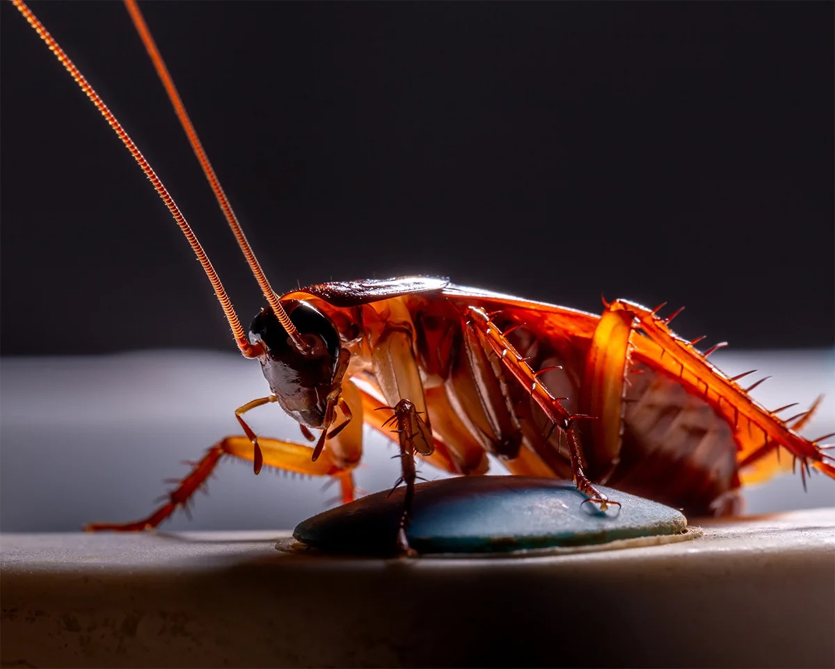11 интересных фактов о тараканах