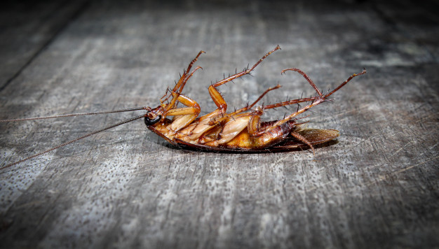 Чем можно уничтожить тараканов в домашних условиях?