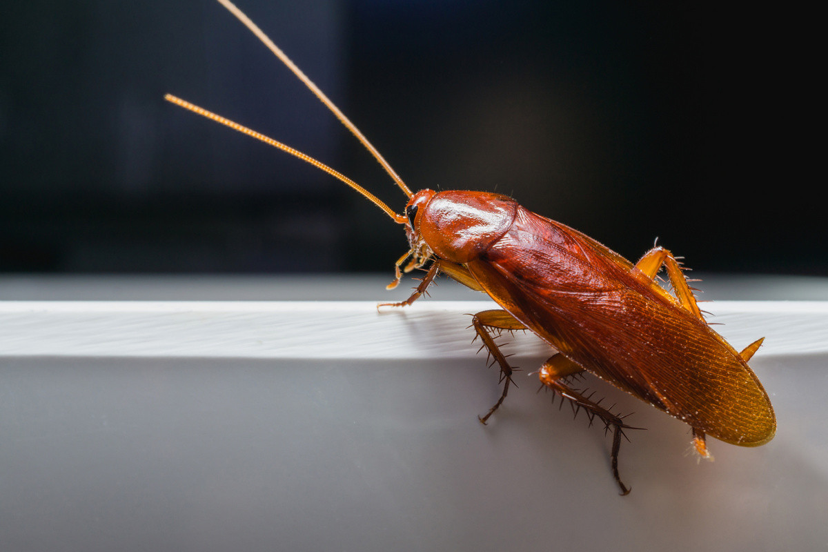 Какой вред наносят и какие болезни могут передавать тараканы