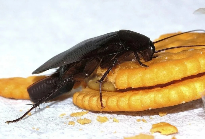 Как действовать, если вы увидели таракана в своем доме?